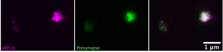 Identification of the protein eEF1α at purified excitatory presynapses.