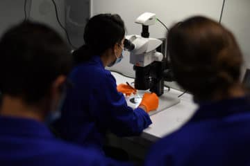 Summer School “Introduction to experimental neuroscience”