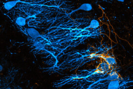 Synapse and Network day (October 2nd) – Call to PhD students and postdocs