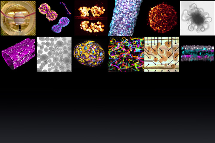 Symposium: 3D models in biology: organoids, spheroids, organ-on-a-ship, bioprinted tissues: June 20th, 2024
