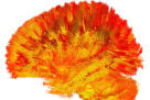 Première cartographie de la diversité mitochondriale du cerveau humain
