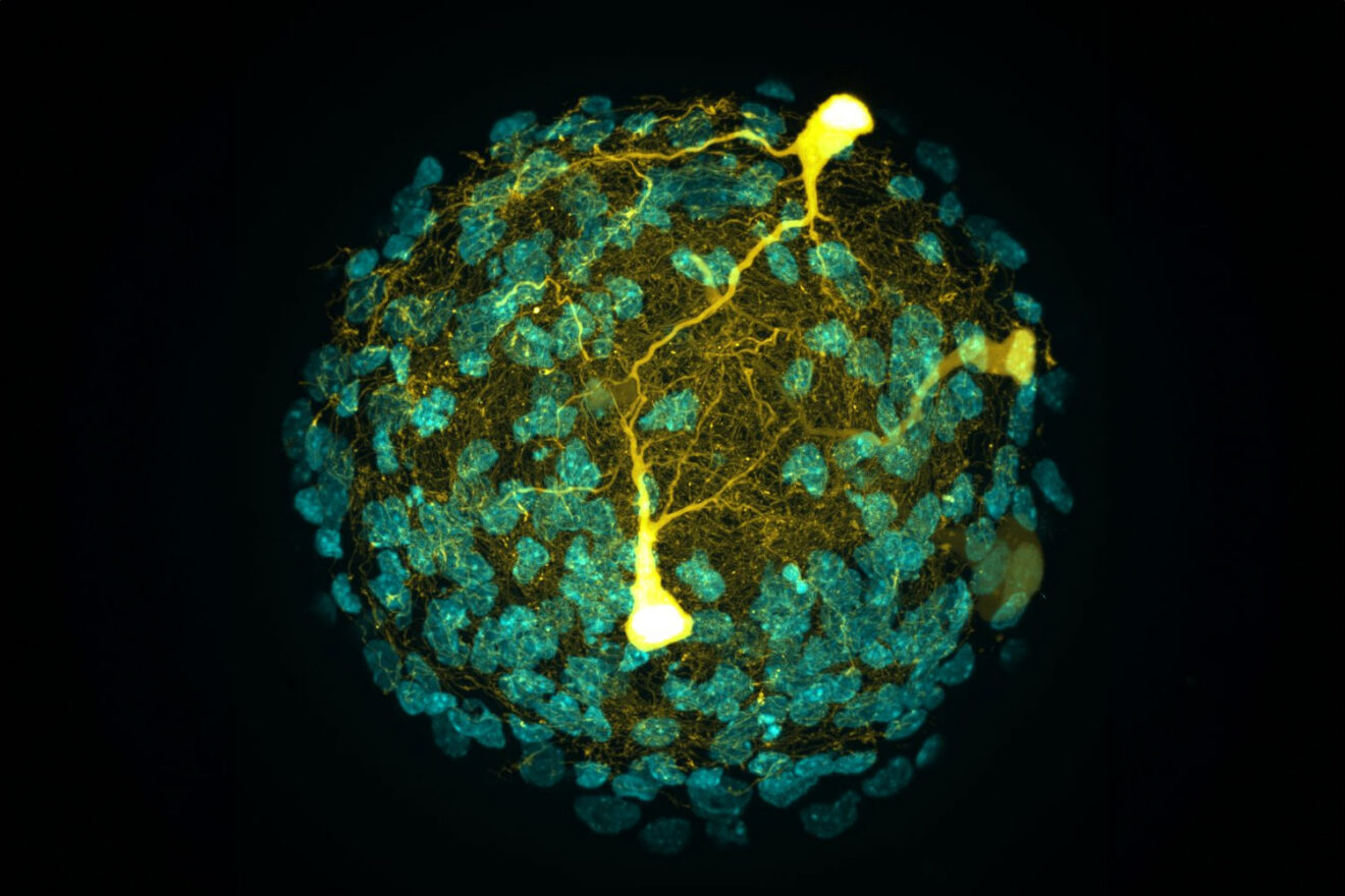 L'image du mois du BIC : déjà 18 !