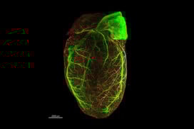 BIC Image of the Month – December 2025