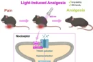 Eric Boué-Grabot et al dans Nature Communications
