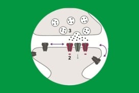 Agata Nowacka et al dans Neuron