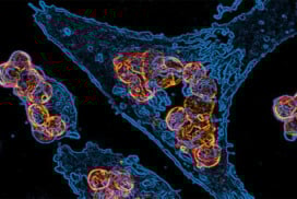 Bordeaux Summer School – Philosophy in biology and medicine