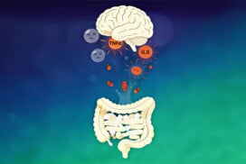 Fructose et santé mentale : quand l’intestin parle au cerveau