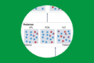 Mario Carta et al. dans Nature reviews neuroscience