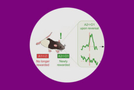 La noradrénaline aide le cerveau à changer de stratégie