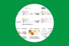 Marneffe et al. in Current Biology