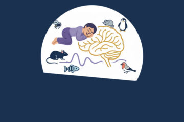 Cajal course: Neurobiology of Sleep – From November 19