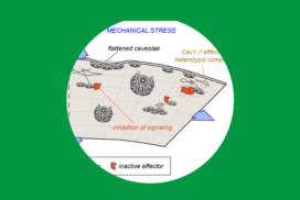 Team Giannone in Nature Cell Biology, highlighted in Science